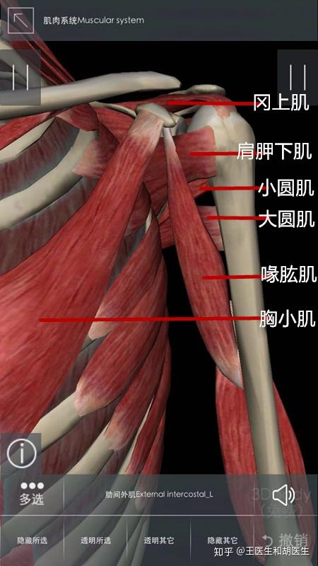 肩关节入门讲解 知乎