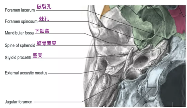 脑血管解剖学习笔记第2期:棘孔的解剖