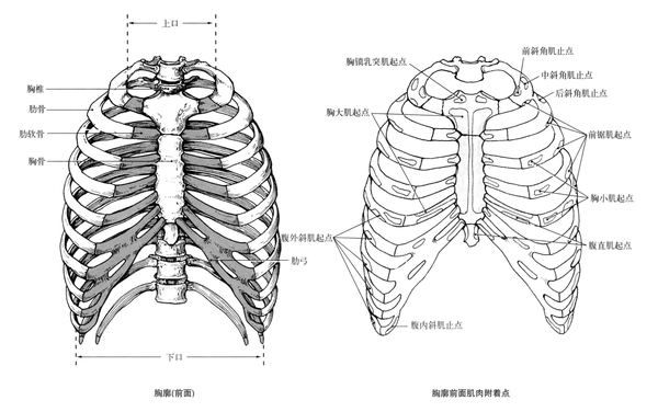 解剖学笔记胸廓关节骨