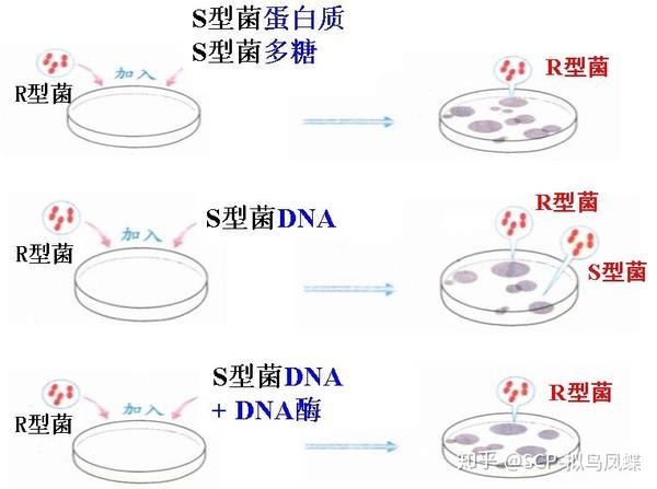 肺炎双球菌的体外转化实验,图源网络