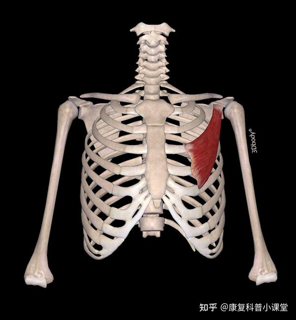 位置:位于胸前区,按起始部位不同,可分为锁骨部,胸肋部和腹部.
