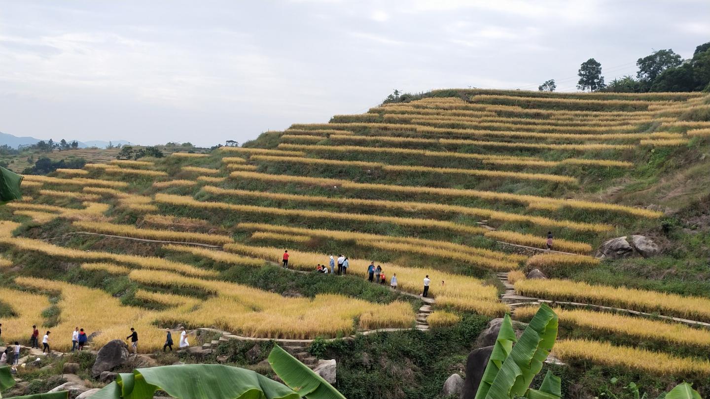 洋岭的梯田