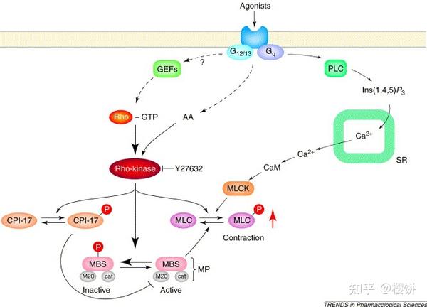 smooth muscle contraction via mediation of the g protein subunit