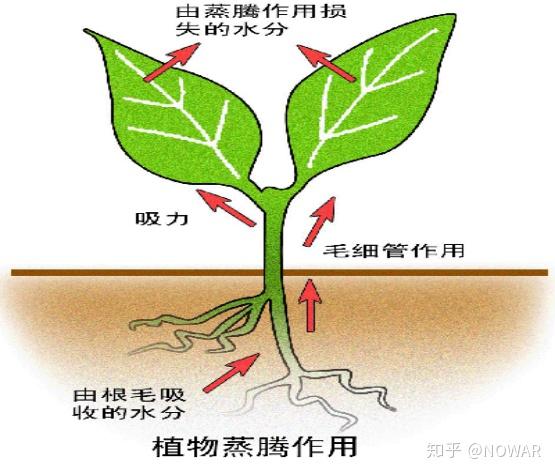 植物的蒸腾作用知多少