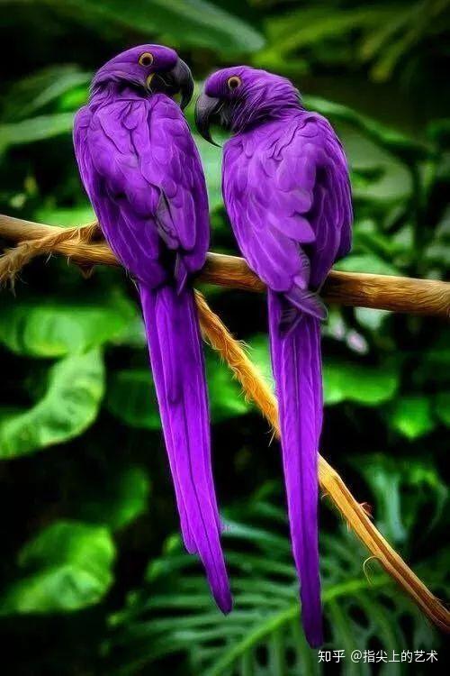 紫叶莎莎 . 紫色鹦鹉, 实属罕见! . 红色孔雀, 见者得福!
