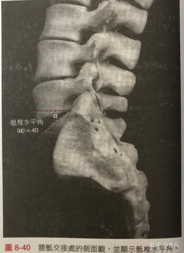 腰骶和第五腰椎的活动度