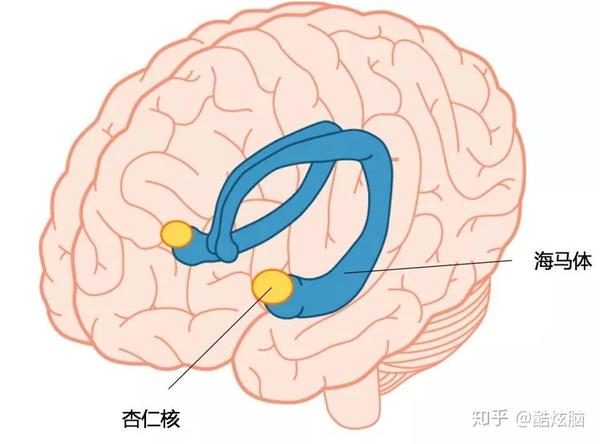 海马体与杏仁核在大脑中的位置   图源 brainhq.com