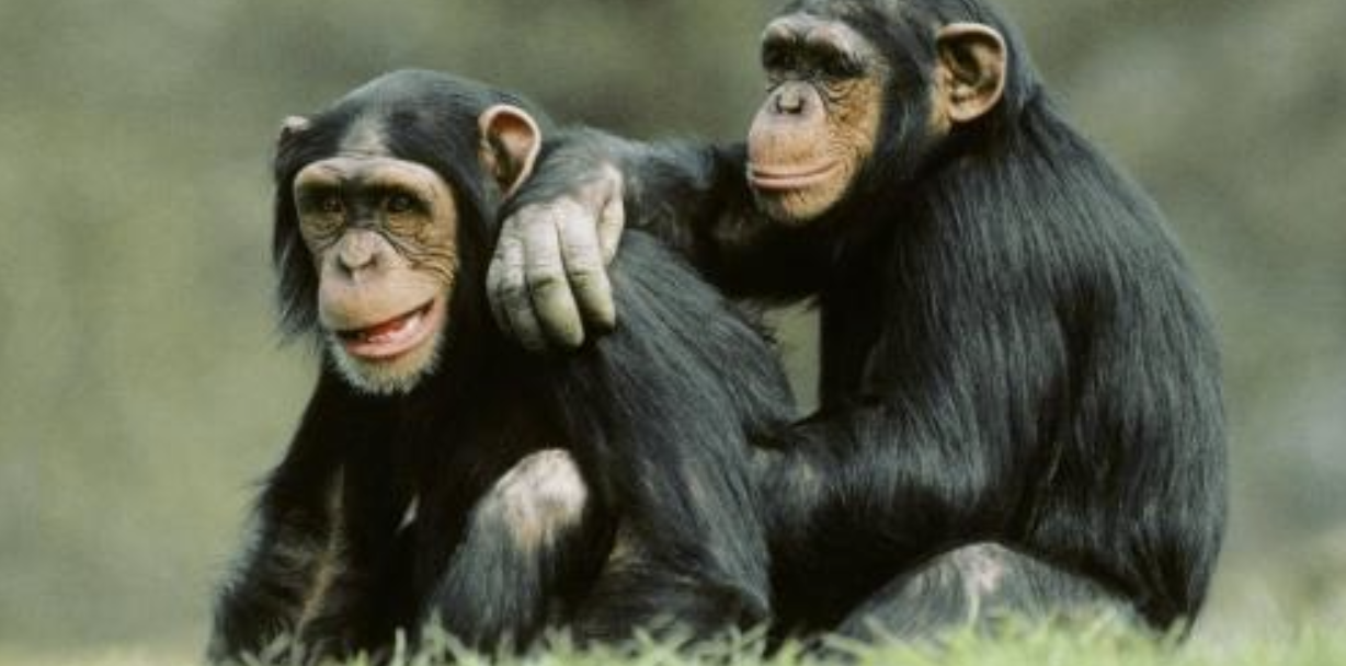 现代遗传学研究,发现人类与非洲大猿(大猩猩,黑猩猩与波诺波猩)非常
