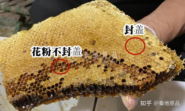 如何选购蜂巢蜜怕买假蜂蜜那就去买蜂窝蜂巢蜜干货篇