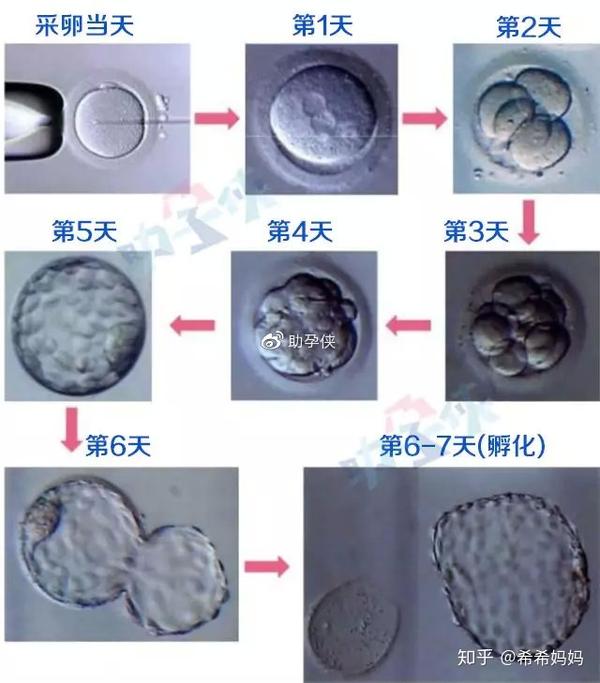 之后胚胎内部细胞将继续分裂发育,到第5-6天,初期胚会发育成内部