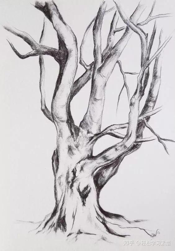 素描一棵树就是一道最美的风景