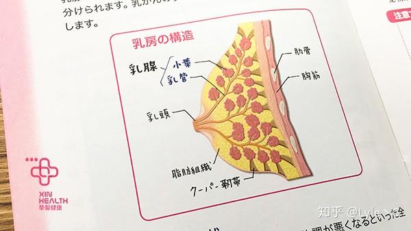 乳腺增生到底是怎么一回事