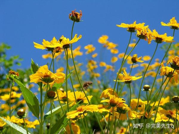 干什么都能成;用积极心态去改善心情,用赞美与好心情去影响身边的人