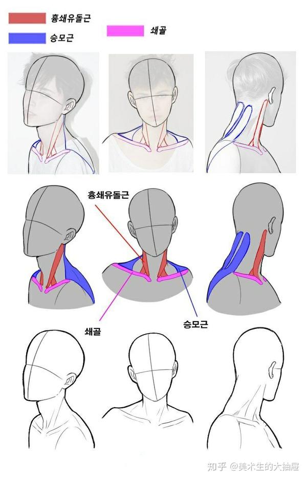超强干货|搞定头颈肩的穿插关系,高分速写不是问题.