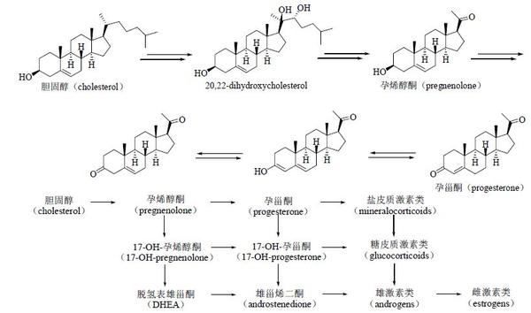 胆固醇在体内酶催化下进行转化反应示意图