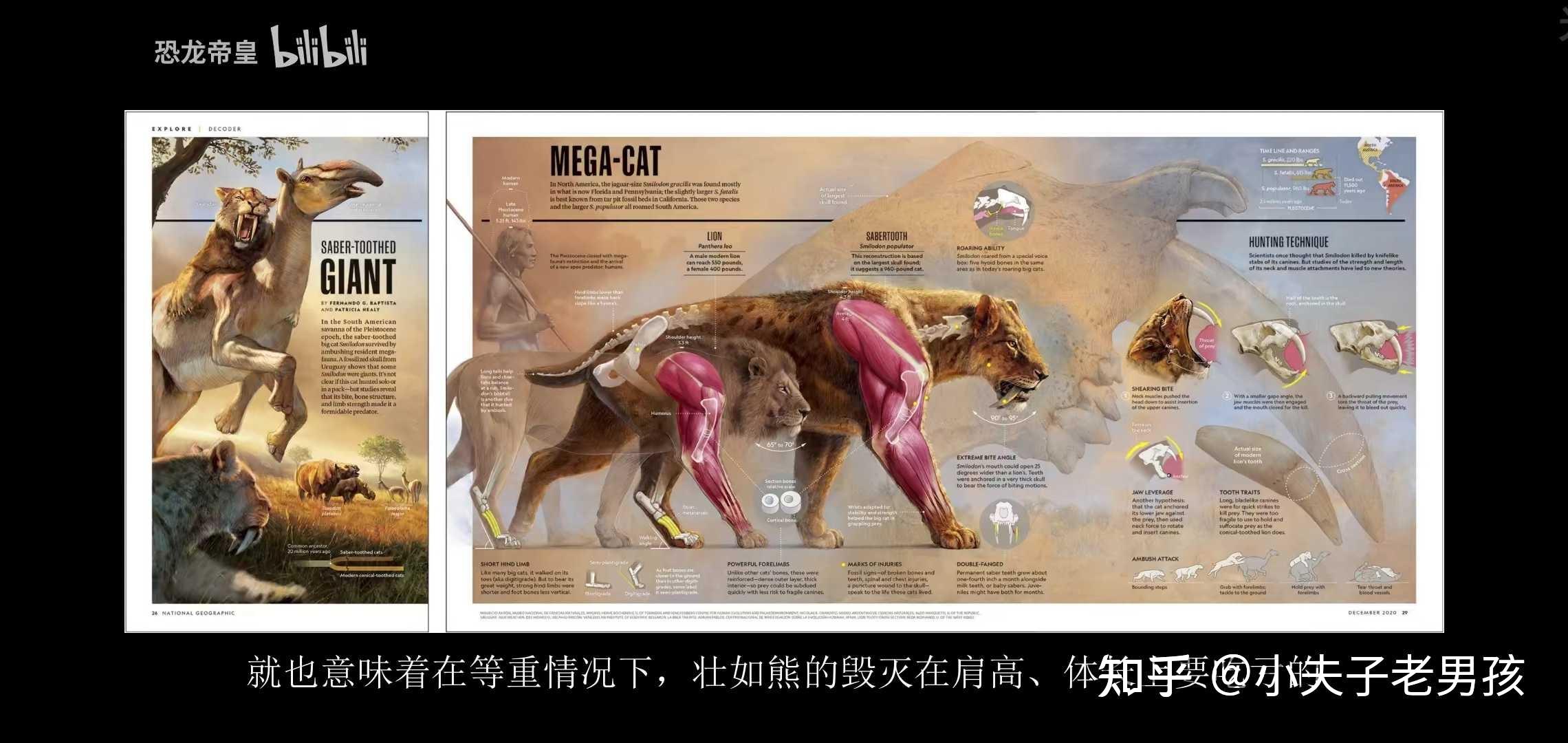 洪荒剑齿虎肌肉的个人复原绘画部分