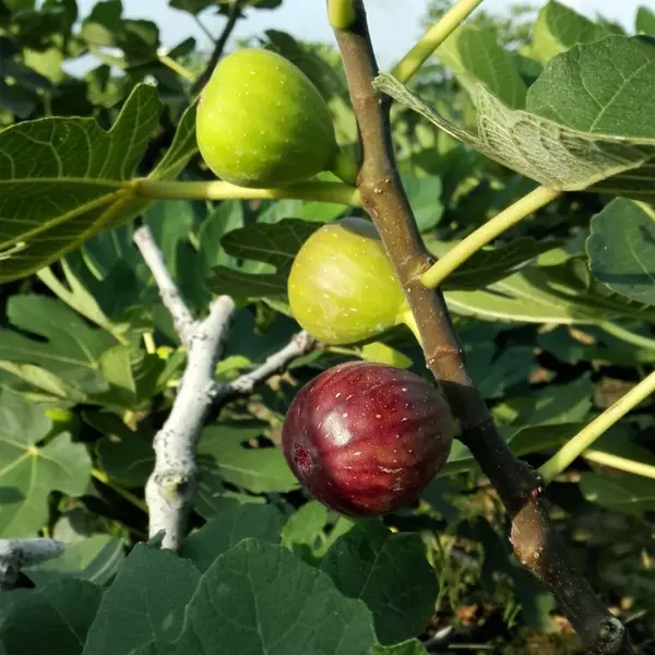 许多人小时候家门口都种过无花果树, 每到六月,香甜的无花果开始 成熟