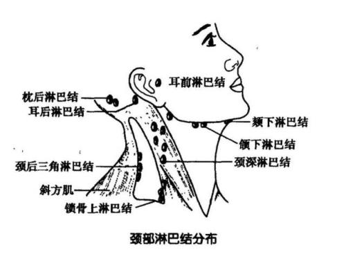 锁骨上淋巴结