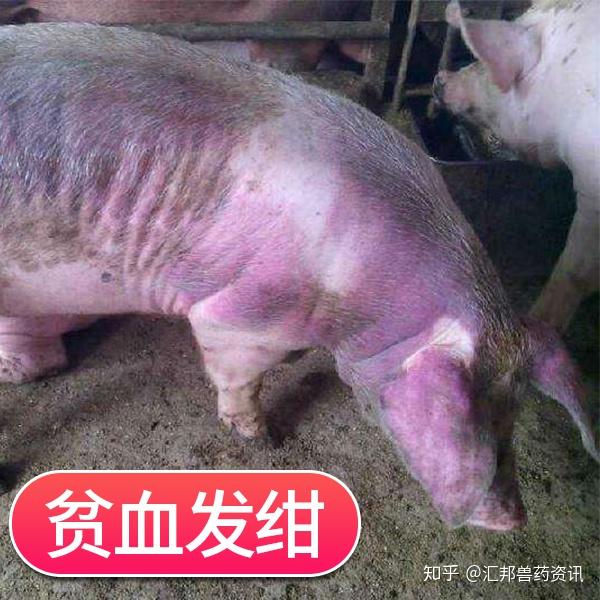 较容易破裂产生血管内溶血现象,因而产生贫血,导致猪全身发白,同时病
