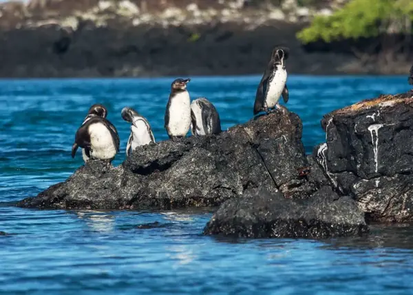 一群加岛环企鹅(图片来源:gringosabroad.com)