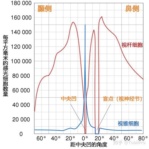 1 视觉的光信号转换为生物信号的过程视觉的光学过程是物体或场景