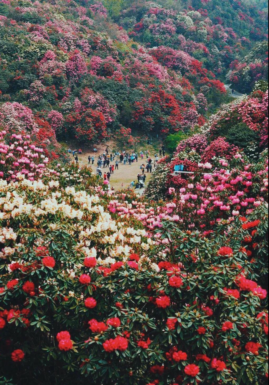 杜鹃花 / 映山红