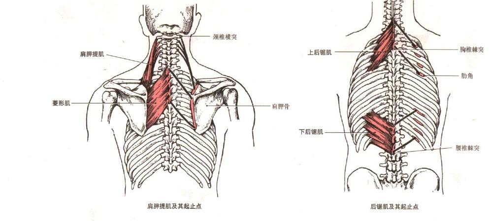 这里小编最喜欢吃的部位啦 肋眼和沙朗是菱形肌和下后锯肌 牛小排