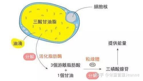 高温缺氧环境下脂肪会消耗更多脂肪是怎么排出体外的如何提高脂肪分解