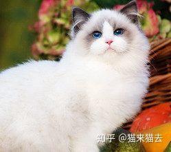 布偶猫产于美国,又称为布拉多尔猫.