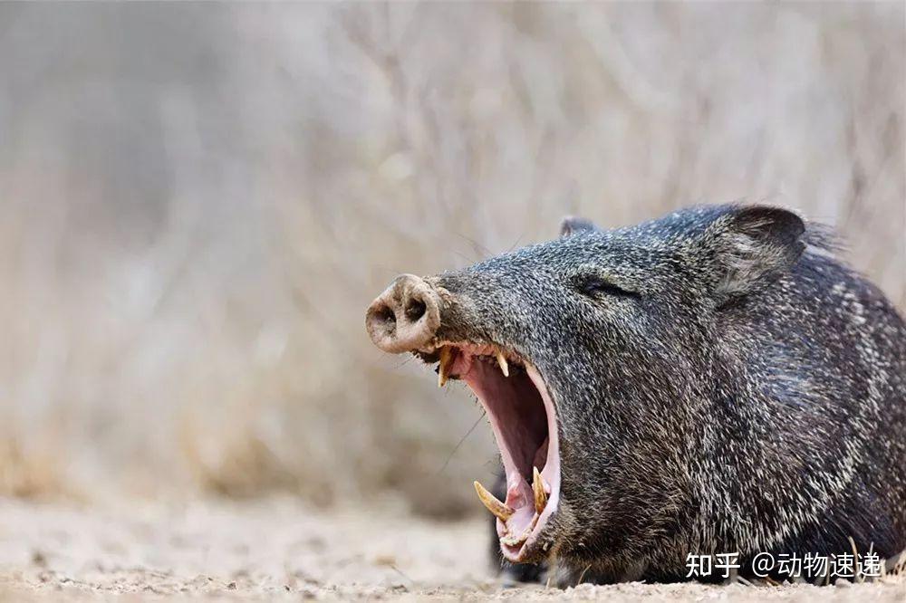 沈阳上万一平方的市小区内惊现400斤大野猪其来路成谜