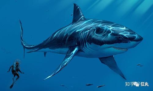 在噬人鲨属中,还存在着一种巨型掠食者,名叫巨齿鲨.