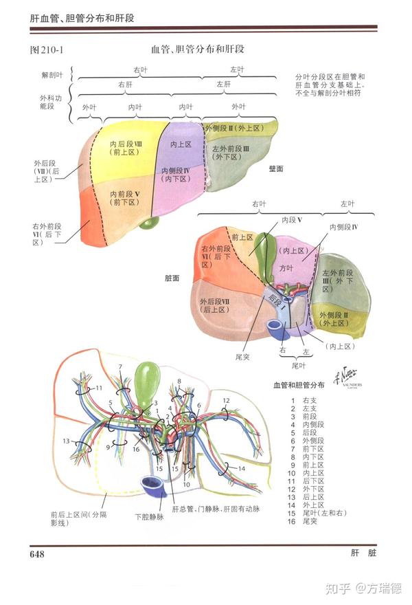 对比下系统解剖学上的肝分段