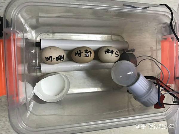 行走少年小鸡孵化器diy制作