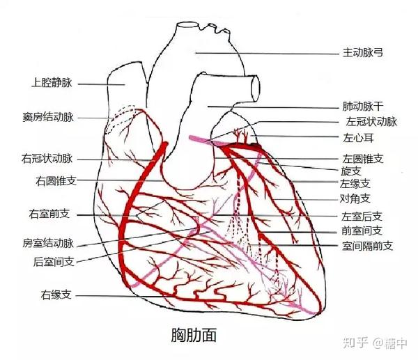 心脏供血血管示意图