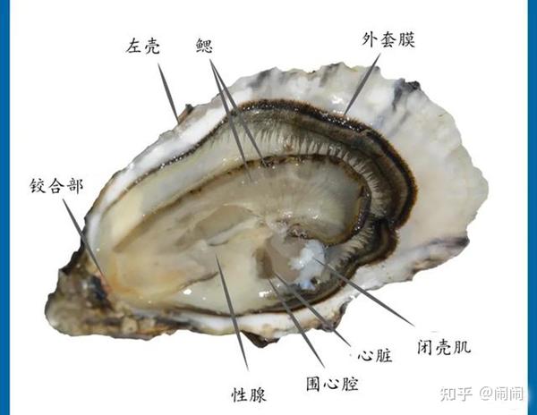 吃生蚝到底要不要去内脏