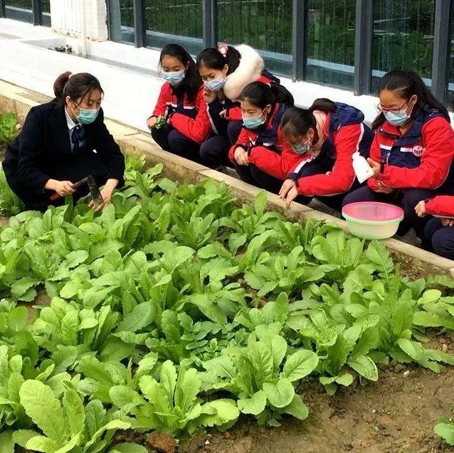 校园秒变农场师生吃出幸福