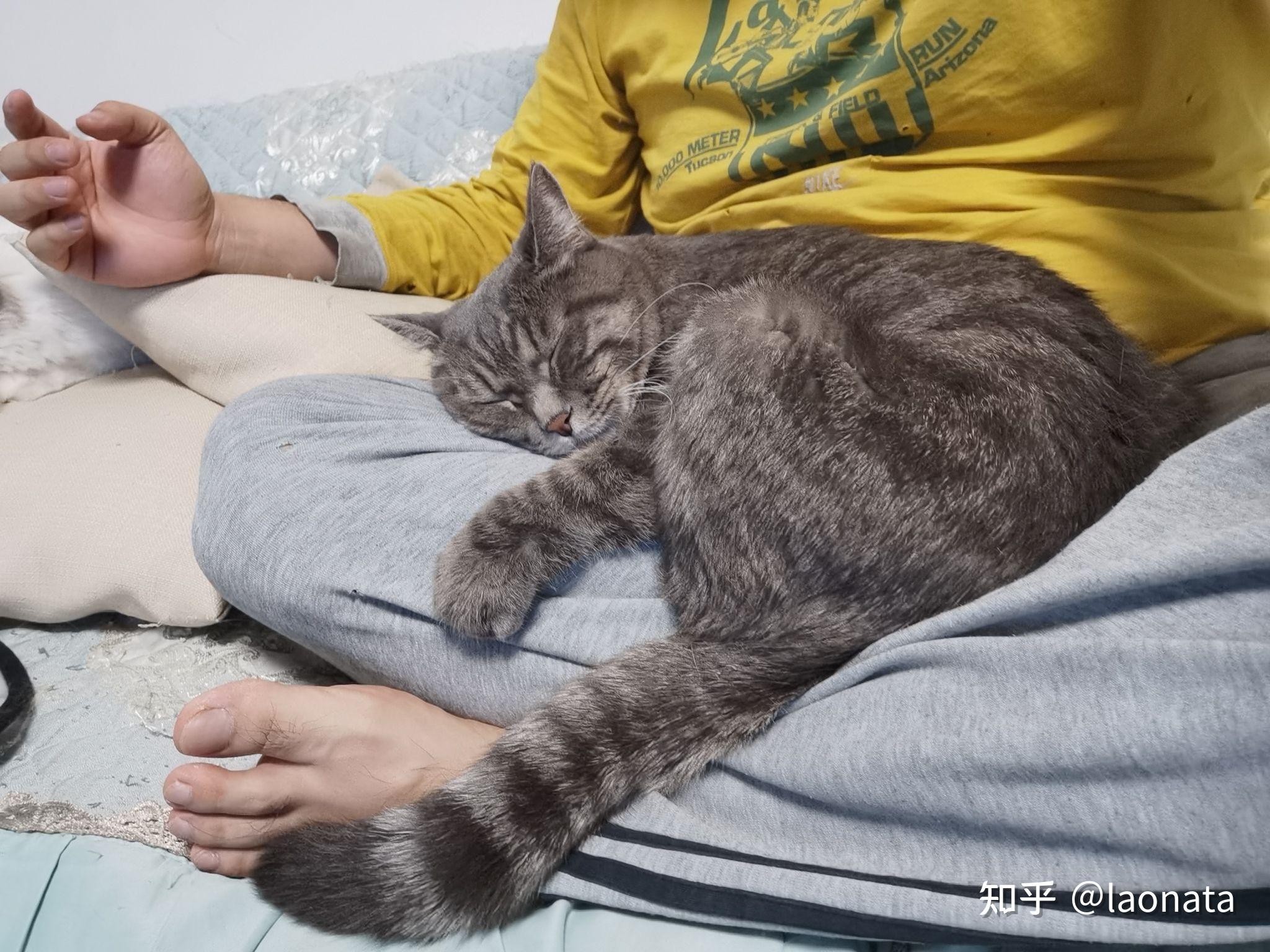 为什么我的猫总喜欢在我睡觉的时候一腚坐在我脚上还非得枕着睡