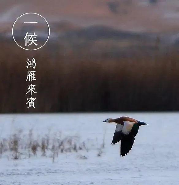 初候 鸿雁来宾