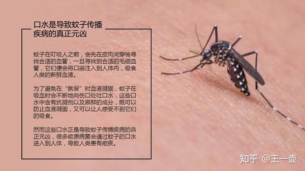 蚊虫叮咬会传播艾滋病吗?