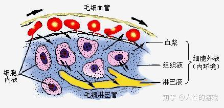 新型冠状病毒153淋巴液纤维蛋白原胶原纤维