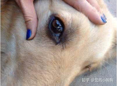 8种狗狗常见的眼病大盘点