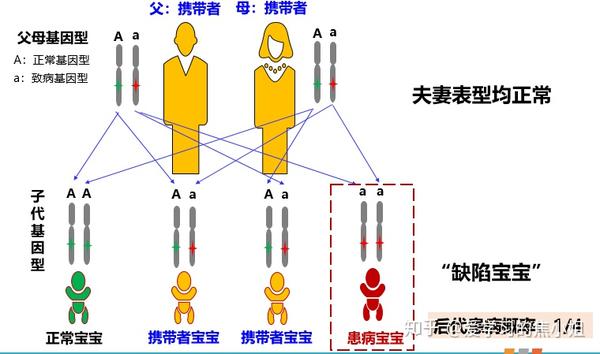 常染色体隐性遗传(ar)遗传特点:夫妻表型正常,但为携带者,下一代:1/4