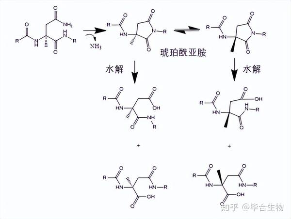 合成多肽药物杂质分类及产生机制 知乎