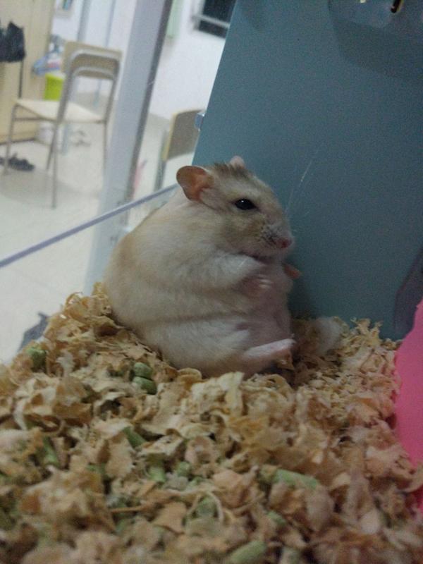 仓鼠可以胖到什么程度?
