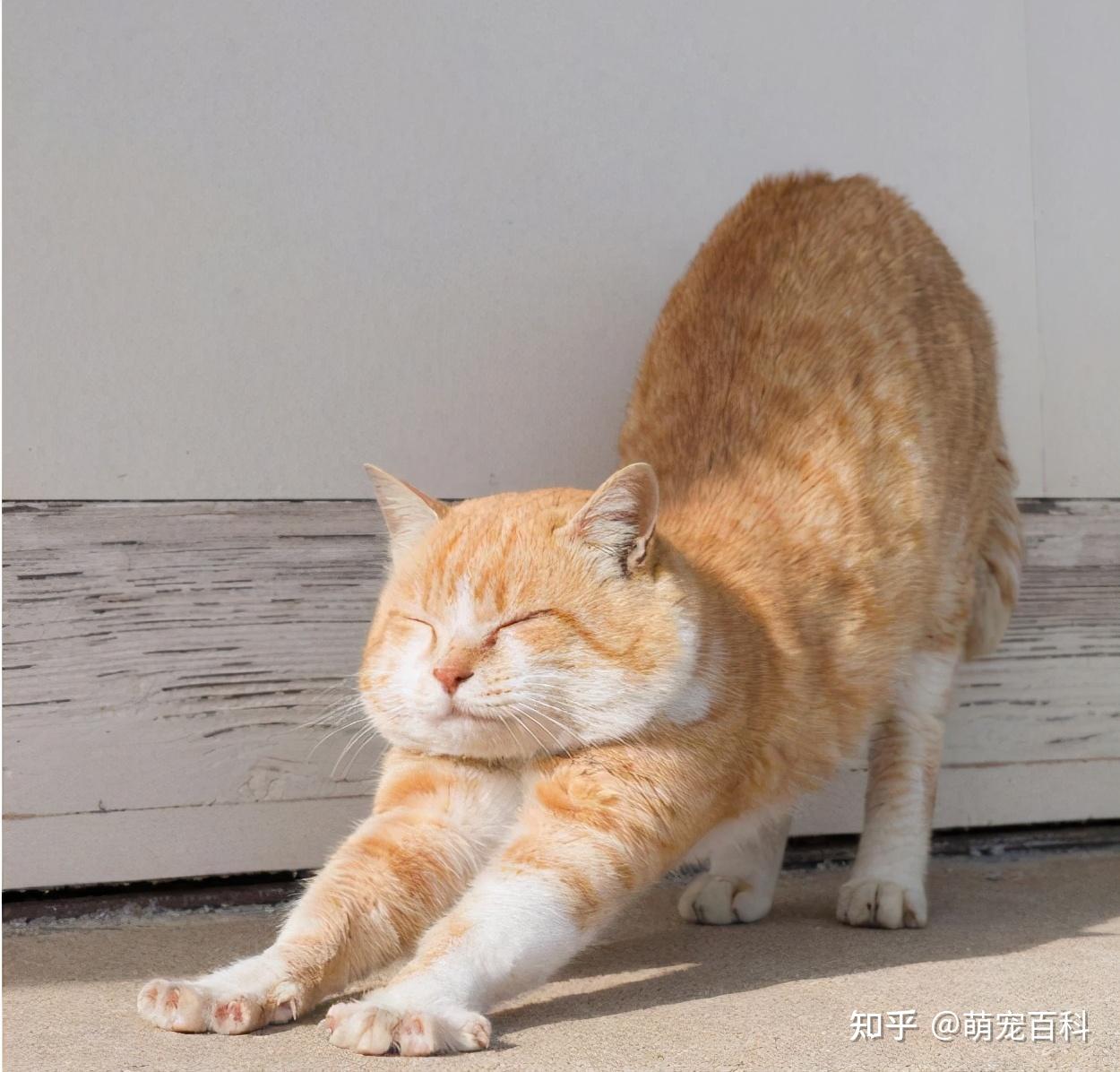 猫咪经常伸懒腰是什么意思