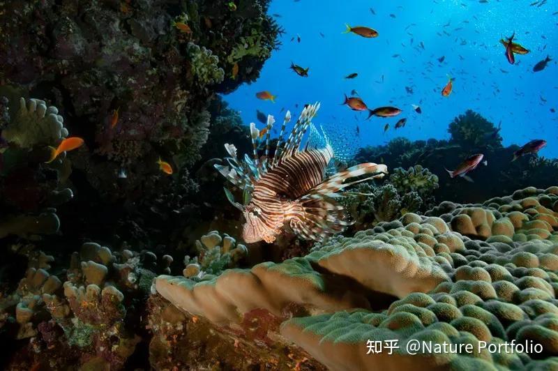 不同物种"抢椅子",生物多样性将何去何从?|《自然》长