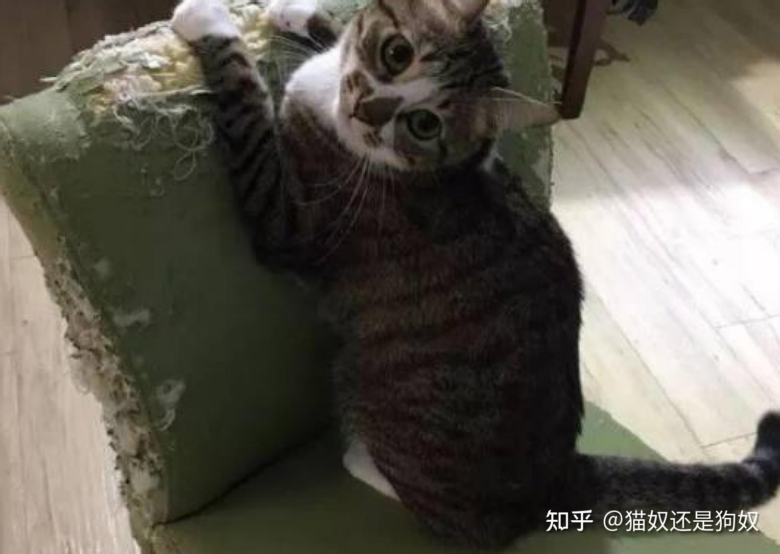 猫咪挨打的时候为啥不敢反抗这些原因让人落泪