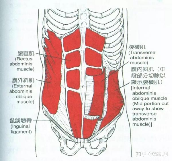 【下背痛】肌肉对稳定度的影响