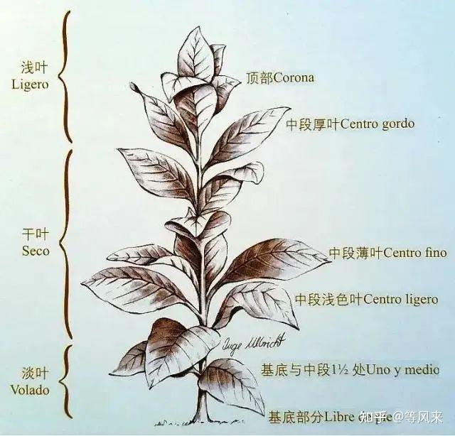 雪茄的烟叶也有很多种,每株corojo植株上有8-9对叶子,共分为七层,基底