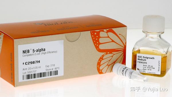 coli),lb琼脂,lb液体培养基,zeocin(一种蓝色的抗生素),培养皿,dna